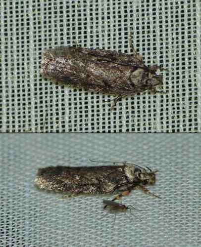 Depressaria sp.